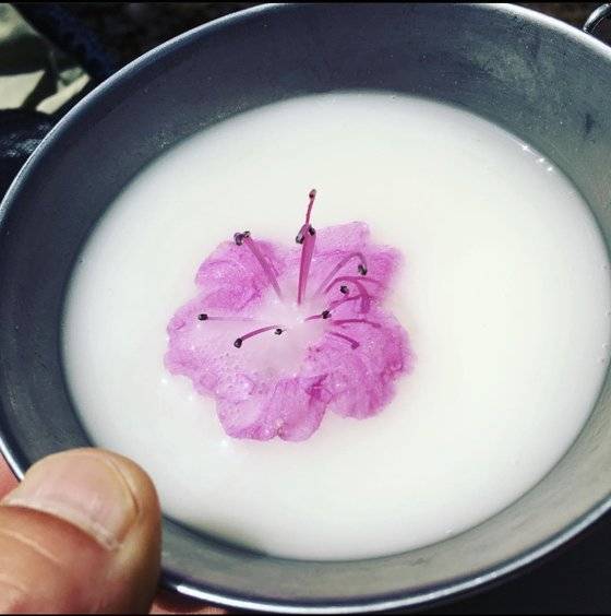 막걸리 가격이 쌀값 급등에 따라 덩달아 치솟고 있다. 사진은 땅에 떨어진 진달래를 막걸리에 띄운 모습. [중앙포토]