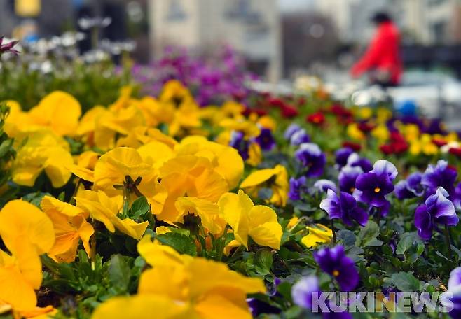 서울 성동구가 봄소식을 전하기 위해 서울 행당동 왕십리광장에 새봄맞이 화단을 조성했다. 박태현 기자