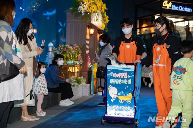 [서울=뉴시스]롯데월드 아쿠아리움에서 관람객을 만난 아기 훔볼트 펭귄