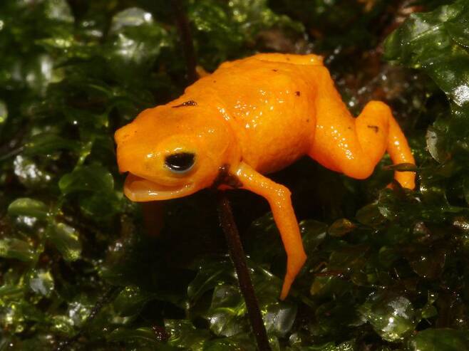 작지만 복어 독 지녀…브라질서 오렌지빛 신종 두꺼비 발견