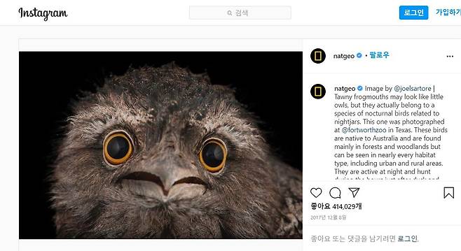 조류보호협회의 인스타그램에서 가장 많은 인기를 얻은 넓은부리쏙독새./인스타그램