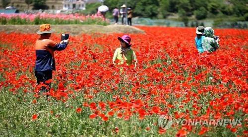 하동북천 꽃양귀비 축제 [연합뉴스 자료사진]