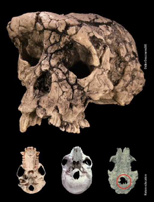 2001년 발견된 사헬란트로푸스 차덴시스의 두개골화석(위, 아래 오른쪽). 두개골을 분석한 결과 보행 방법을 간접적으로 알 수 있는 큰구멍(빨간원)이 침팬지(왼쪽)보다는 앞에, 현생인류(가운데)보다는 뒤에 위치해 이족보행을 한 것으로 추정됐다. Didier Descouens/위키피디아, 네이처 에듀케이션 제공