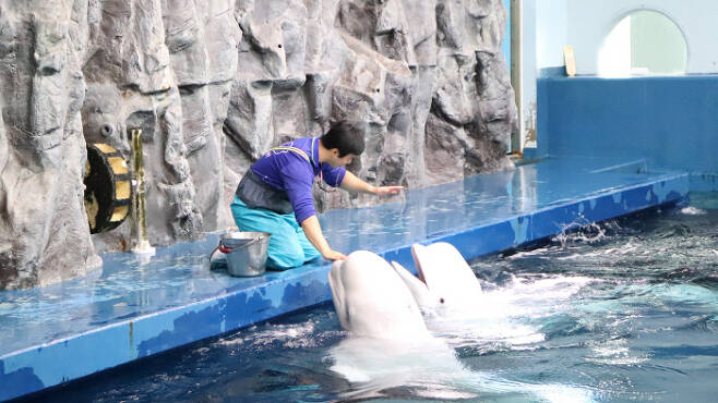 한화 여수아쿠아플래닛에서 사육 중인 벨루가(흰고래)의 모습. 동물자유연대 제공.