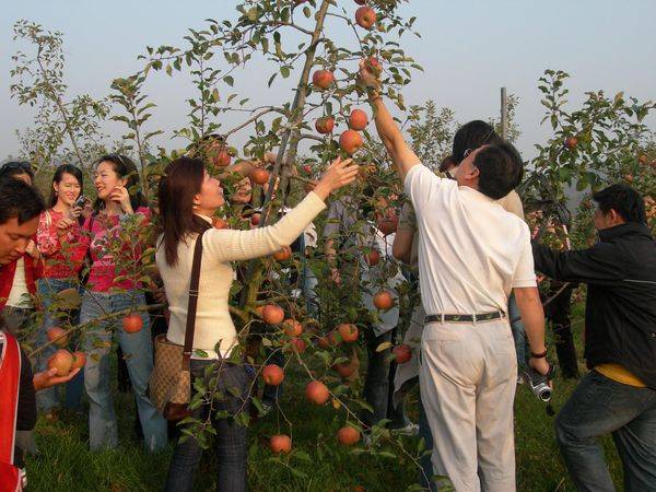 한국애플리즈 양조장을 찾은 싱가포르 관광객들이 사과따기 체험을 하고 있다.