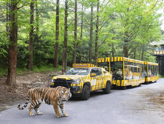 A tiger walks in front of Everland's Safari World Wild Tram, which offers a 20 minute safari passing lions, tigers, bears and hyenas. The ride, which was built to mark the park's 45th anniversary, will open on May 14.  [YONHAP]