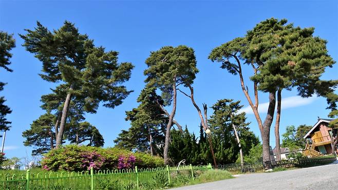 초당동 초당동 유적에선 빗살무늬토기편 등 주로 신석기 유물이 나왔다. 철기, 삼국시대 유물도 분포한 것으로 알려졌다. 부근 초당두부 집들이 밀집했다. 소나무, 푸른하늘, 구름 한점이 일체의 풍경을 이뤘다.