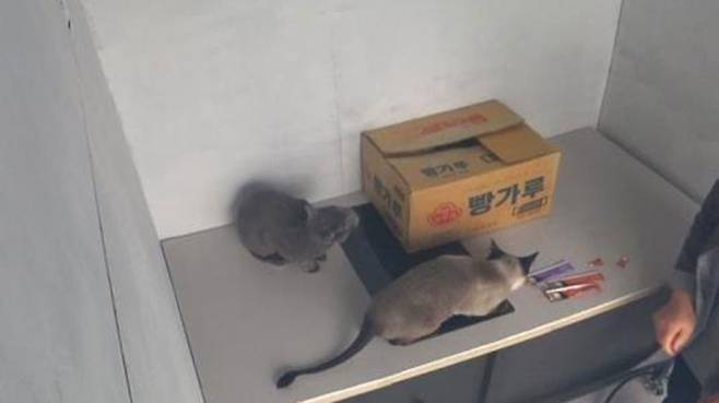 고양이에 의한 하이라이트 작동 화재 실험