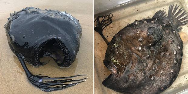 크리스탈코브주립공원 측은 지난 7일 공원 내 해양보호구역에서 온전한 상태의 심해어 사체를 발견했다고 전했다. 공원 관계자는 “모래사장에서 검은 생명체가 발견됐다. 커다란 입을 벌린 채 날카로운 이빨을 드러내고 있는 물고기는 다름 아닌 암컷 초롱아귀(Himantolophus sagamius)”라고 밝혔다./크리스탈코브주립공원