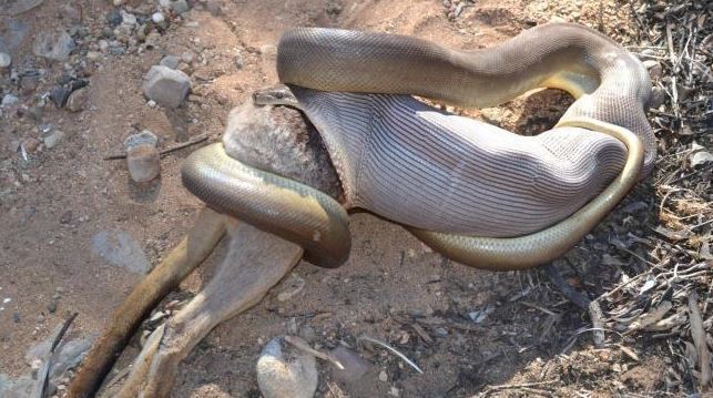 이것은 단지 뱀 한 마리가 캥거루의 몸을 집어삼키는 사진일 뿐, 전혀 놀라운 것이 아니다. 호주에는 약 15종의 비단뱀이 서식하고 있으며, 주민들은 전문 포획자를 정기적으로 불러 뱀들을 처리하고 있다.