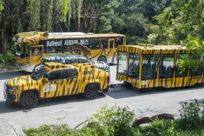 새로운 에버랜드 동물 세계, 한국의 세렝게티에서 대국민 안내자가 될 사파리 트램이 호랑이들의 호위 속에 45년간 복무한 버스와 임무교대를 하고 있다.