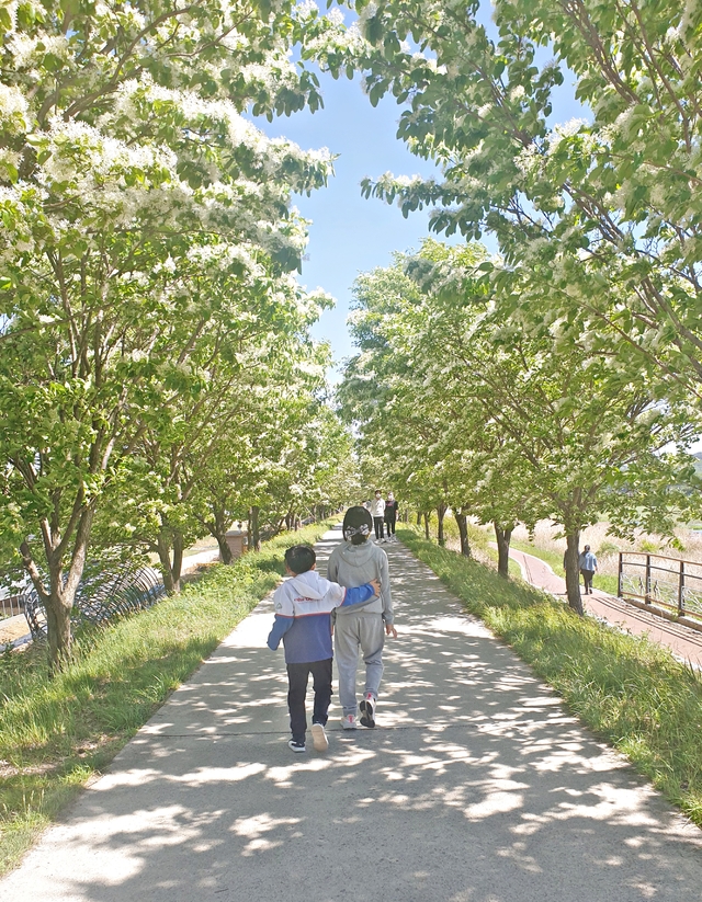 [진천=뉴시스]진천읍 성석리 도로변에 활짝 꽃 피운 이팝나무. (사진=진천군 제공) photo@newsis.com  *재판매 및 DB 금지