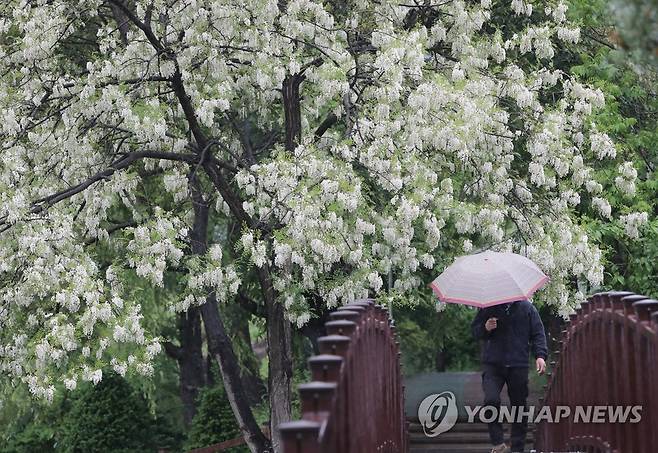 비 내리는 청주 지난 10일 오전 충북 청주시 상당구 거리를 한 시민이 우산을 쓴 채 걷고 있다. [연합뉴스 자료사진]