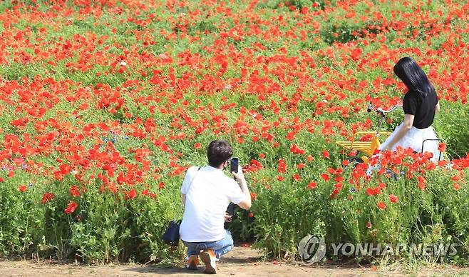 서귀포 붉게 물들인 꽃양귀비 [연합뉴스 자료 사진]