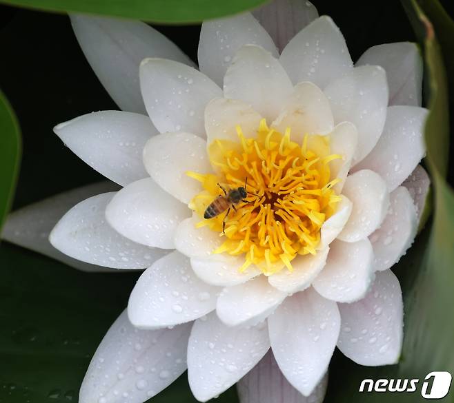 16일 경북 포항시 북구 장성동 신제지 연못에 핀 수련에 날아든 꿀벌이 비에 날개가 젖는줄도 모르고 꿀을 따고 있다. 2021.5.16/뉴스1 © News1 최창호 기자