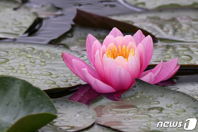 16일 경북 포항시 북구 장성동 신제지 연못에서 붉은색 수련이 꽃망을 터뜨리고 있다. 2021.5.16/뉴스1 © News1 최창호 기자