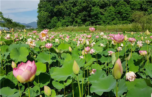 거창 창포원 │경남도 제공