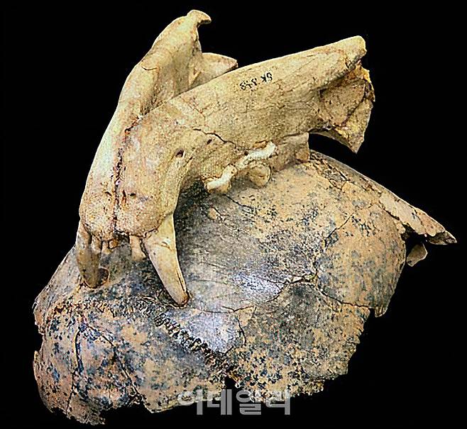 국립중앙박물관 특별전 ‘호모 사피엔스’에 걸린 표범에게 공격당한 파란트로푸스의 두개골(사진=국립중앙박물관)