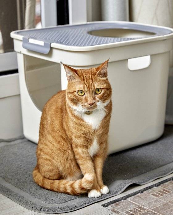 백호와 한집에 사는 '호랑이'. 소년중앙