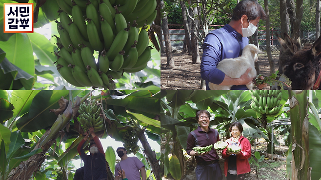 ‘서민갑부’ 제주 초록 바나나 농장 부부의 매출 비법이 공개된다.사진=채널A 제공