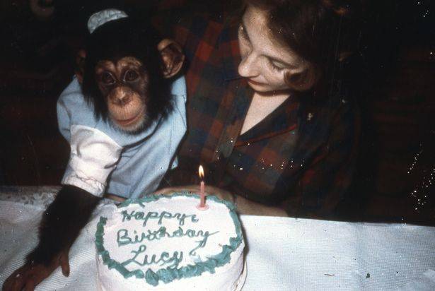 1살 생일을 맞이한 침팬지 루시와 제인 테머린의 모습.