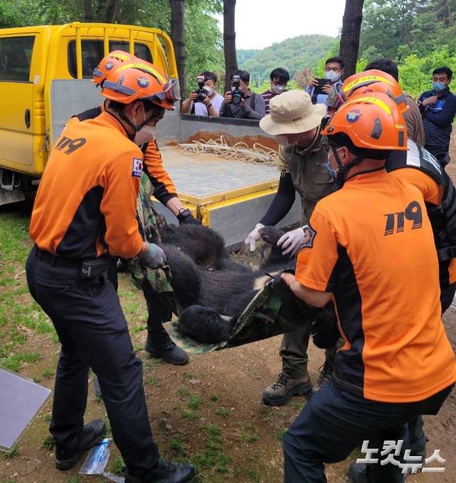 19일 오후 울산시 울주군의 한 농장 인근에서 곰 한마리가 포획됐다. 울산소방본부 제공