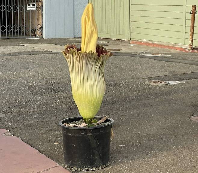 아모르포팔루스 티타눔이라는 명칭의 시체꽃은 시체에서 나는 냄새와 비슷한 악취를 풍기는 것이 특징이다. 3m가 넘게 자랄 수 있는 거대한 시체꽃은 7~10년에 한 번 꽃을 피우고 이후 며칠 만에 죽어 버리기 때문에 매우 희귀하게 여겨진다./트위터