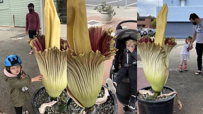 시체꽃을 가까이서 구경하는 방문객들./트위터