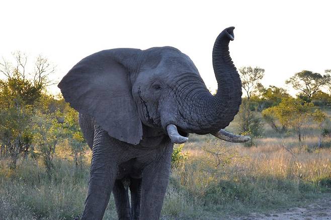 아프리카코끼리 자료사진 123rf.com