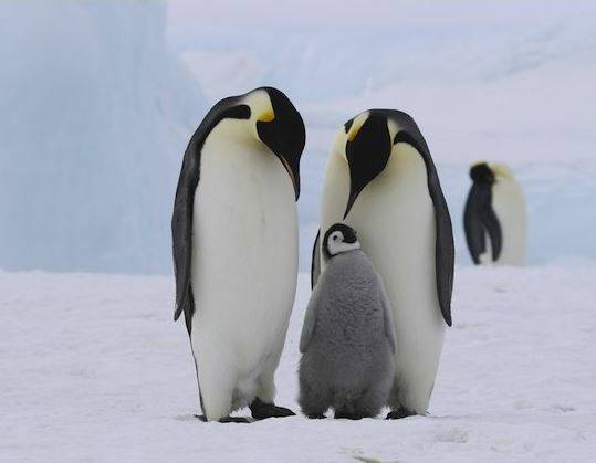 출처: 이미지출처[wonderopolis]