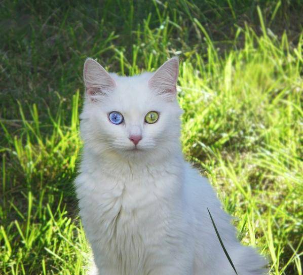 출처: 이미지출처[lovemeow]