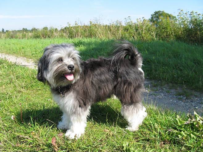 출처: 이미지출처[Pet Paw]