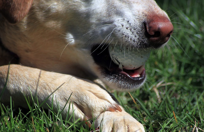 출처: 이미지출처 [pixabay]