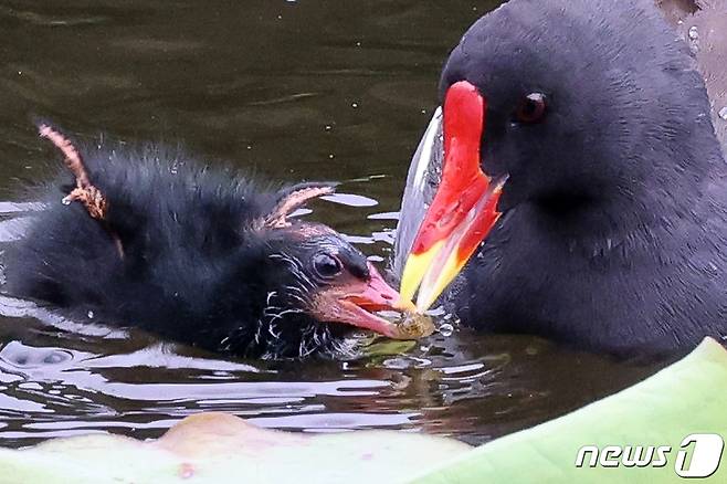 멸종위기 관심대상인 쇠물닭이 21일 경북 포항시 북구에 있는 연못에서 새끼들에게 먹잇감을 먹이고 있다.. 2021.5.21/뉴스1 © News1 최창호 기자