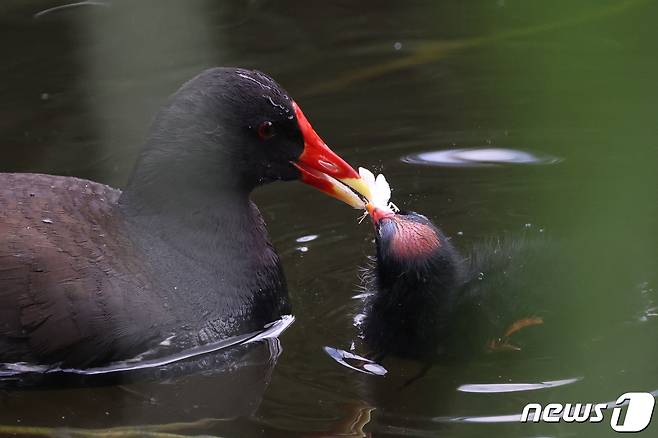 21일 경북 포항시 북구에 있는 연못에서 멸종위기 쇠물닭 새끼가 어미가 새가 물어다 준 풀벌레를 받아먹고 있다.  2021.5.21/뉴스1 © News1 최창호 기자