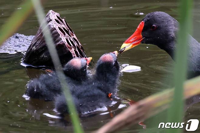 멸종위기 관심대상인 쇠물닭이 21일 경북 포항시 북구에 있는 연못에서 새끼들에게 차례로 먹잇감을 먹이고 있다. 2021.5.21/뉴스1 © News1 최창호 기자