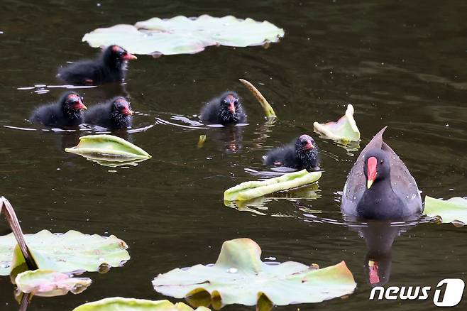 멸종위기 관심대상인 쇠물닭 가족이 21일 경북 포항시 북구에 있는 연못에서 산책을 즐기고 있다. 2021.5.21/뉴스1 © News1 최창호 기자