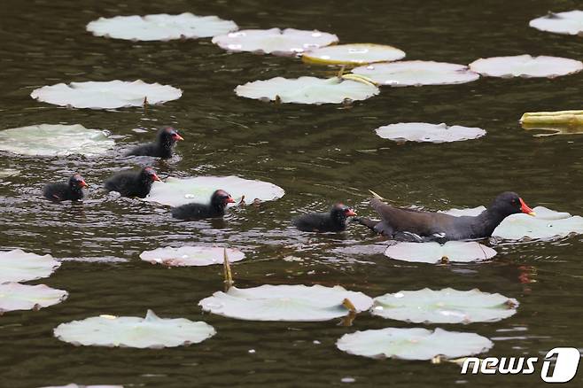 멸종위기 관심대상인 쇠물닭 새끼들이 어미 뒤를 따라 가고 있다. 2021.5.21/뉴스1 © News1 최창호 기자