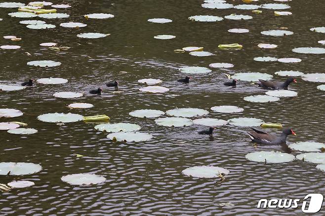 멸종위기 관심대상인 쇠물닭 가족이 21일 경북 포항시 북구에 있는 연못에서 산책을 즐기고 있다. 두루미목 뜸부기과인 쇠물닭은 5월에서 8월 사이 5~10개의 알을 낳는다. 2021.5.21/뉴스1 © News1 최창호 기자