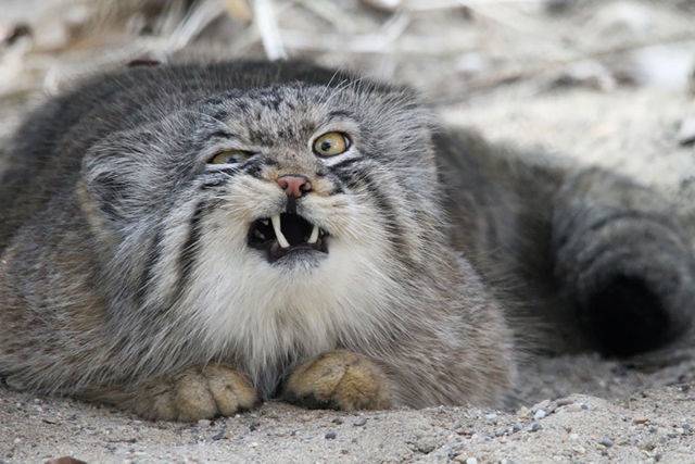출처: http://static.boredpanda.com/blog/wp-content/uploads/2015/06/pallas-cat-manul-2__880.jpg