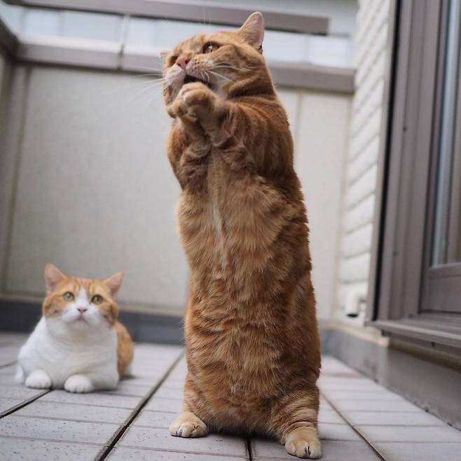 출처: instagram@amaccho5160