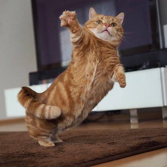 출처: instagram@amaccho5160