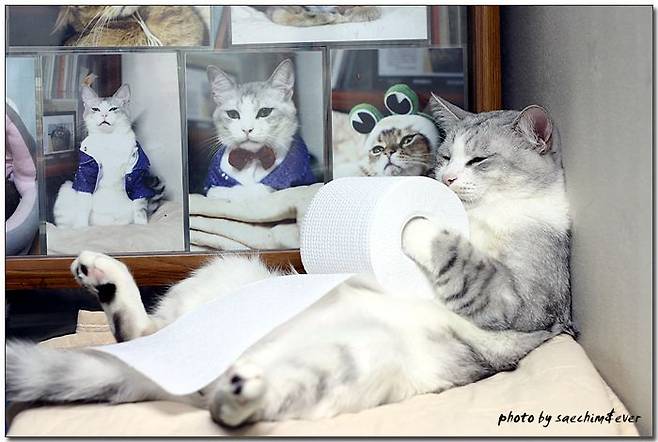 출처: 다음카페