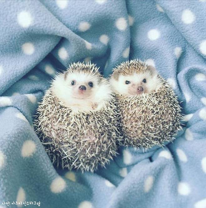 출처: 아즈키 인스타그램