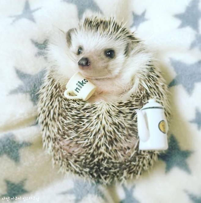 출처: 아즈키 인스타그램