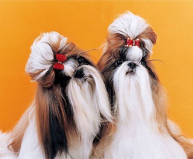 출처: Dori Shih Tzu