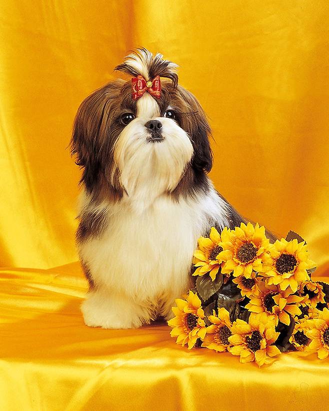 출처: Aekyun Wangkook