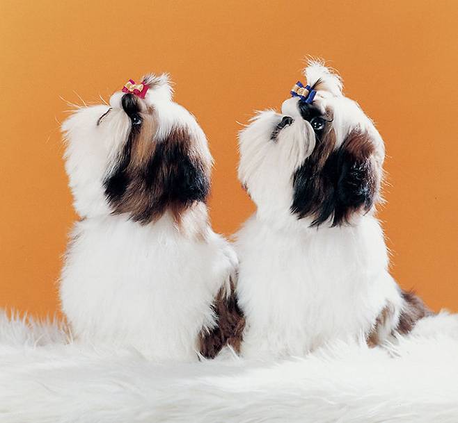 출처: Dori Shih Tzu