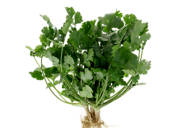 출처: PrimaFlor.com