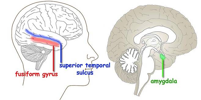 nonverbal-brain-parts
